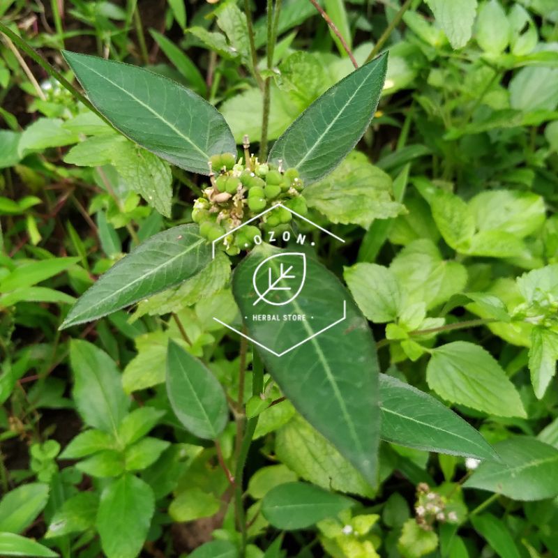 

Daun Kate Mas Katemas Petik Mas Emas Patik mas Suduk Mentul Segar 600gr