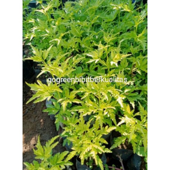 Bibit kayu cendana ntt