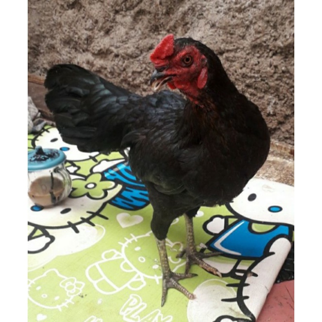 

AYAM KAMPUNG HIDUP 1,EKOR, UKURAN 1,5KG