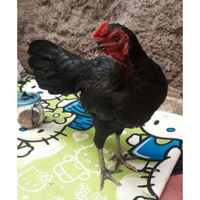 Jual Ayam Kampung Hidup 1 Ekor Ukuran 1 5kg Shopee Indonesia