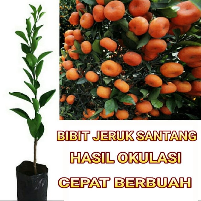 Bibit Tanaman Pohon Jeruk Santang Madu Bibit Jeruk Santang Madu