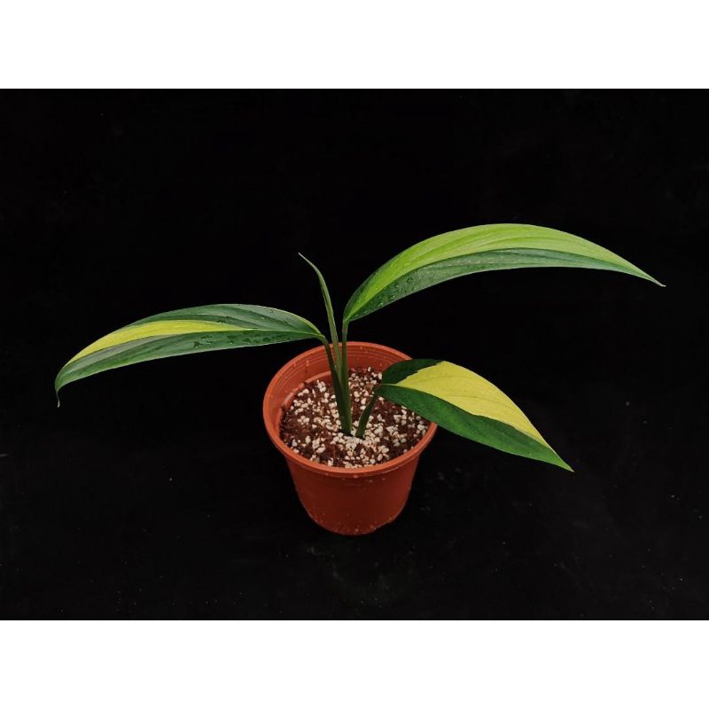 tanaman hias epipremnum amplissimum varigata yellow/kuning.