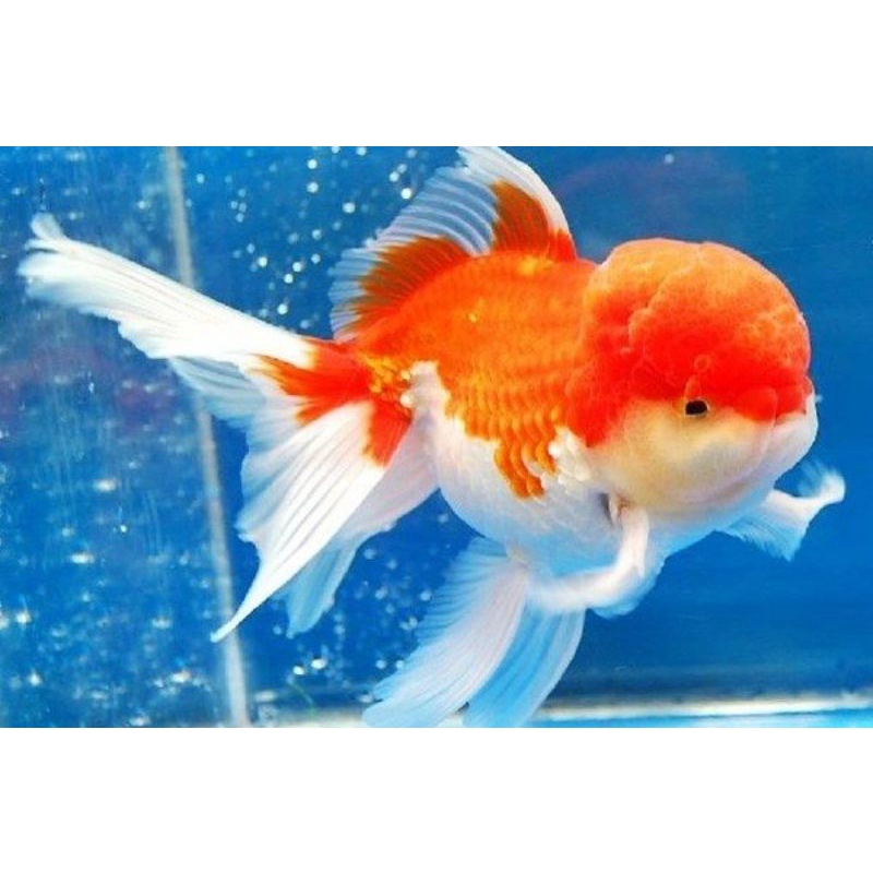 

ikan hias mas koki oranda rw paket 10 ekor