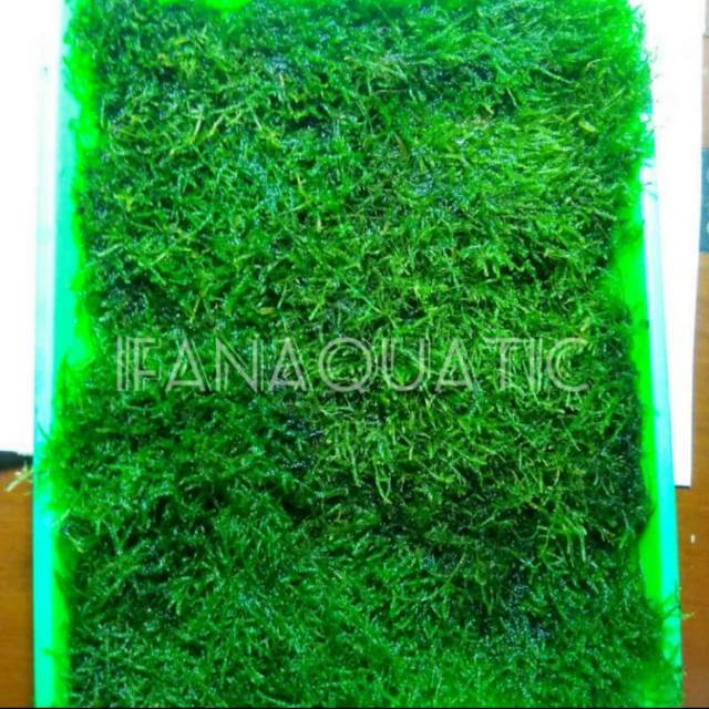 Java Moss Porsi Nampan