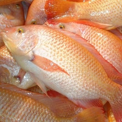 

IKAN NILA SEGAR