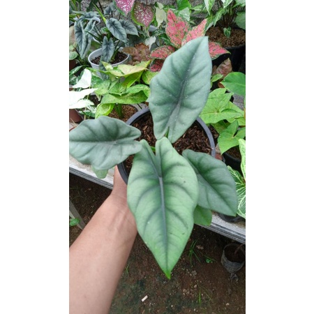 alocasia reversa