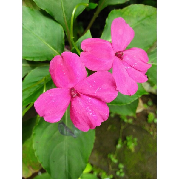 

Biji bunga Impatiens walleriana mix isi 50 biji
