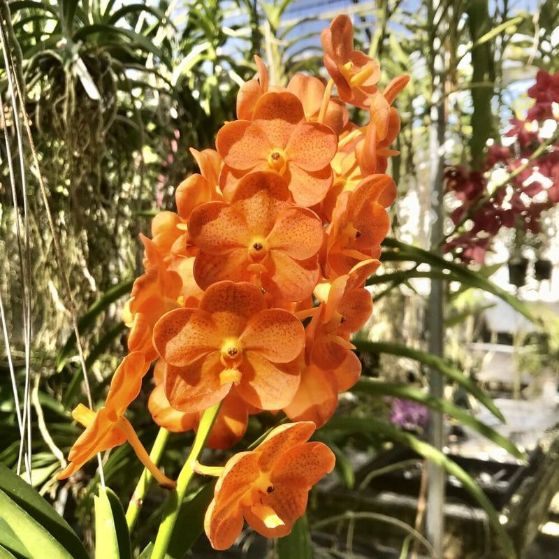 Aneka Anggrek Vanda Bunga Kecil Limited Edition Dewasa Siap spike dan knop