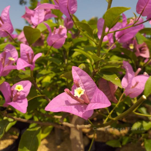 Bougenville Ungu - Tanaman Hias Bougenville Ungu