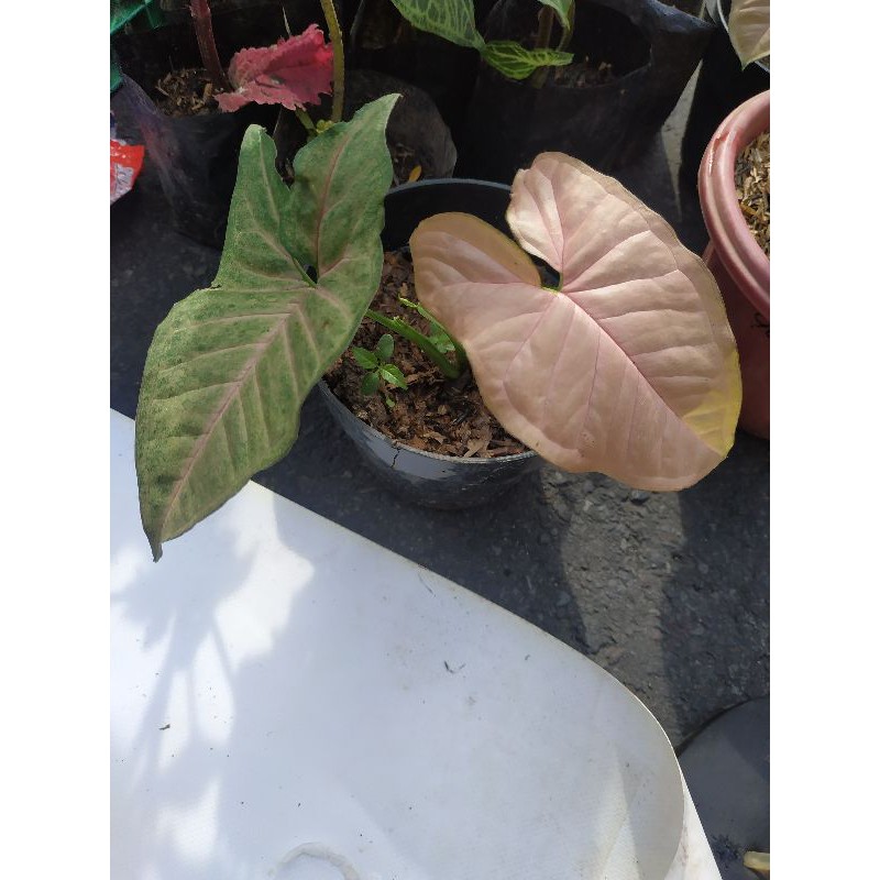 Harga singonium pink robusta Terbaru Okt 2024 |BigGo Indonesia