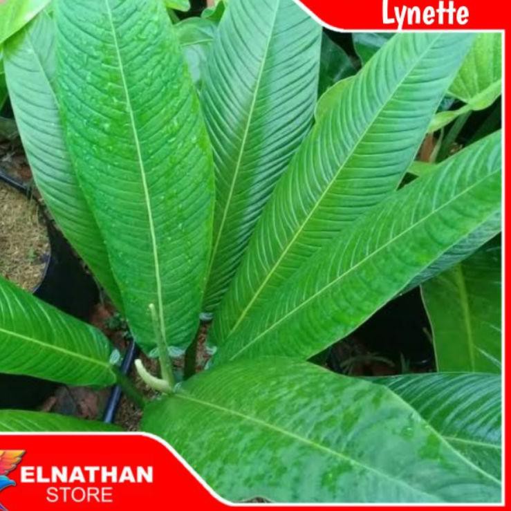 Star 2.2 Promo Tanaman Hias Philodendron Lynette, Philo Linet