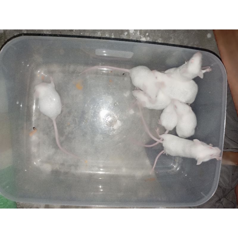 mencit indukan pakan reptile