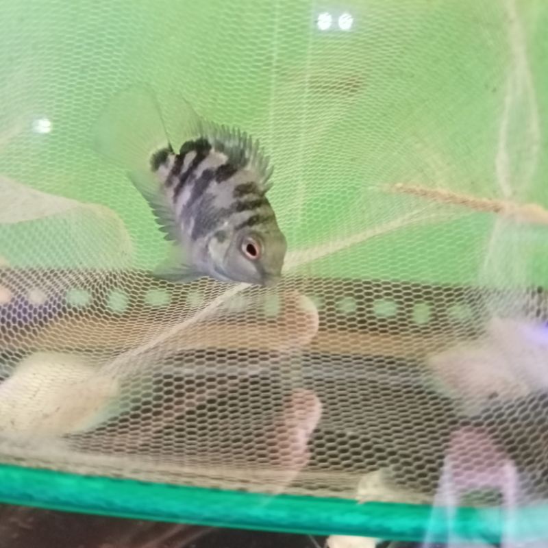 IKAN HIAS CICHLID BLUE n WHITE POLAR PARROT