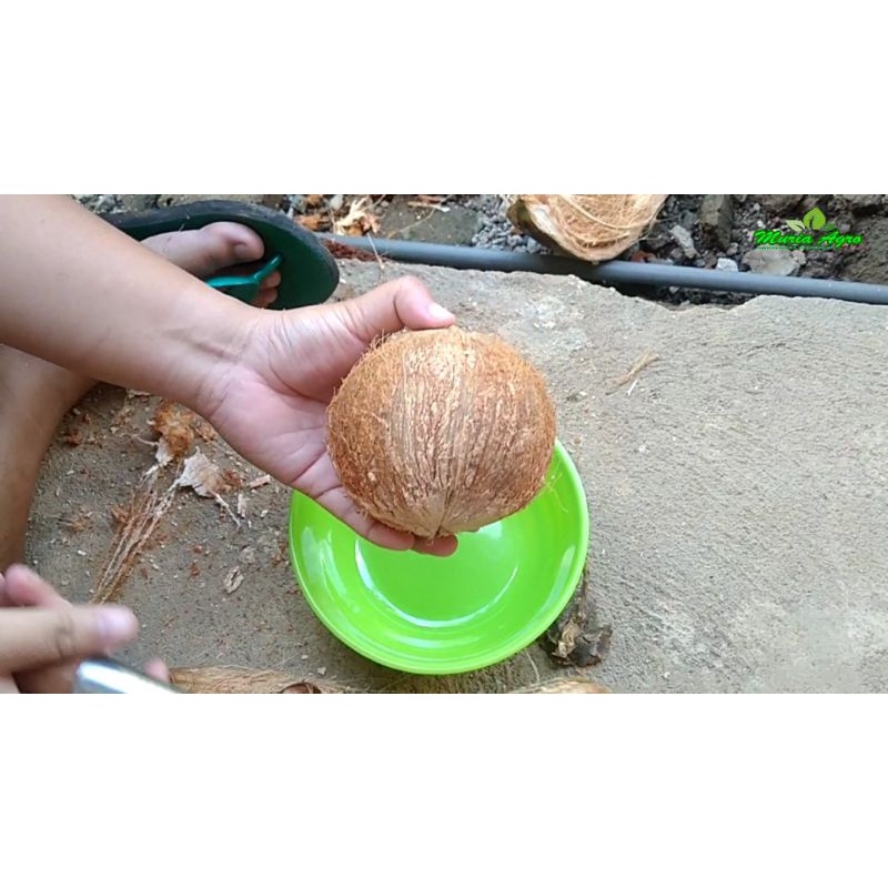 

kelapa kopyor