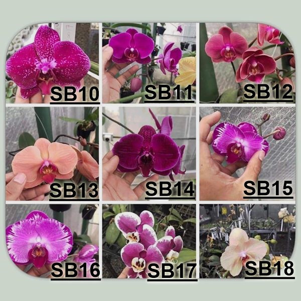 Anggrek Bulan Dewasa Hybrid - Tanaman Hias Indoor BERGARANSI
