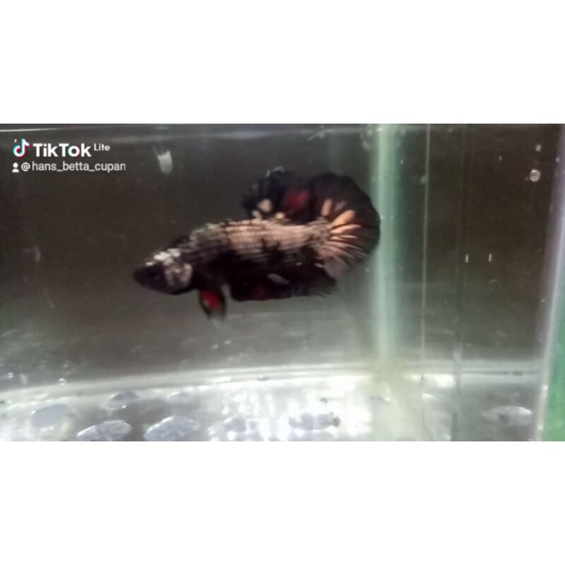 Ikan Cupang Jantan Avatar Cooper Gold