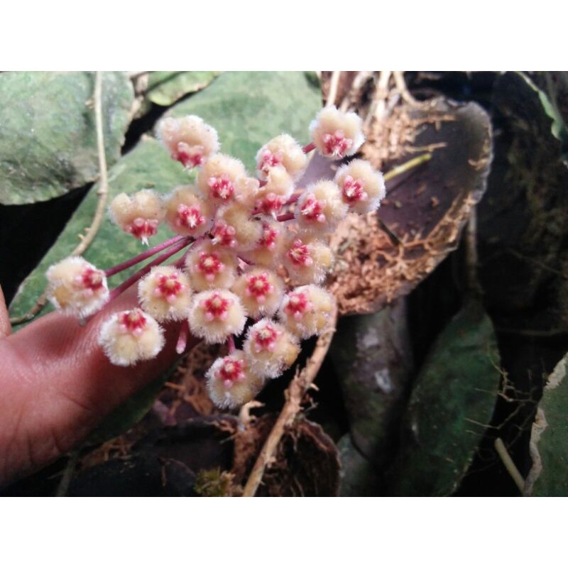 hoya imbricata  /sp sulawesi
