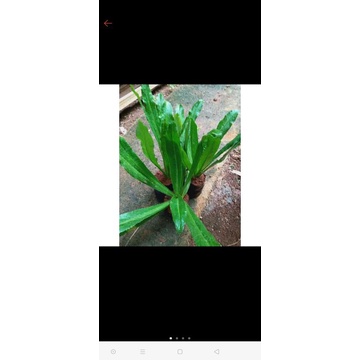 Tanaman Herbal Walang Sangit/Bibit herbal Walang sangit