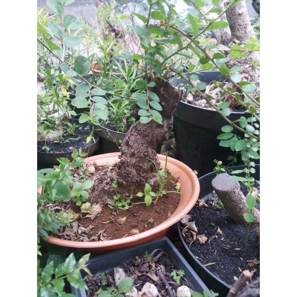 Bahan bonsai bidara arab