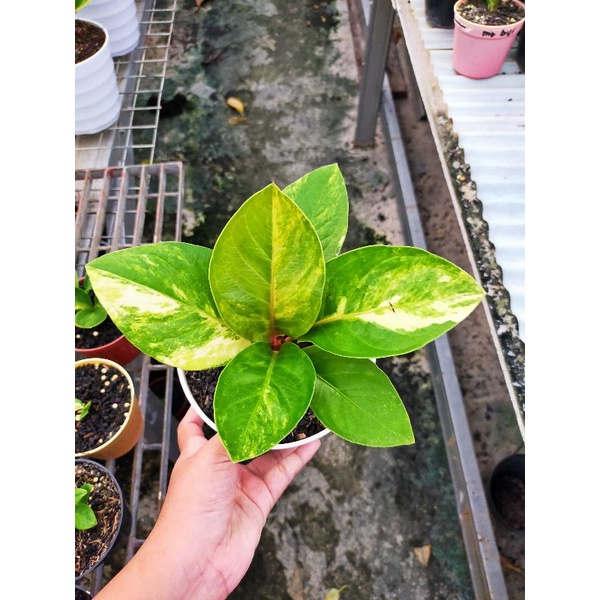 Tanaman hias anthurium jemani mangkok varigata/tanaman hias langka/anthurium mangkok varigata