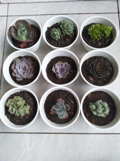Paket Sekulen 50 Pcs