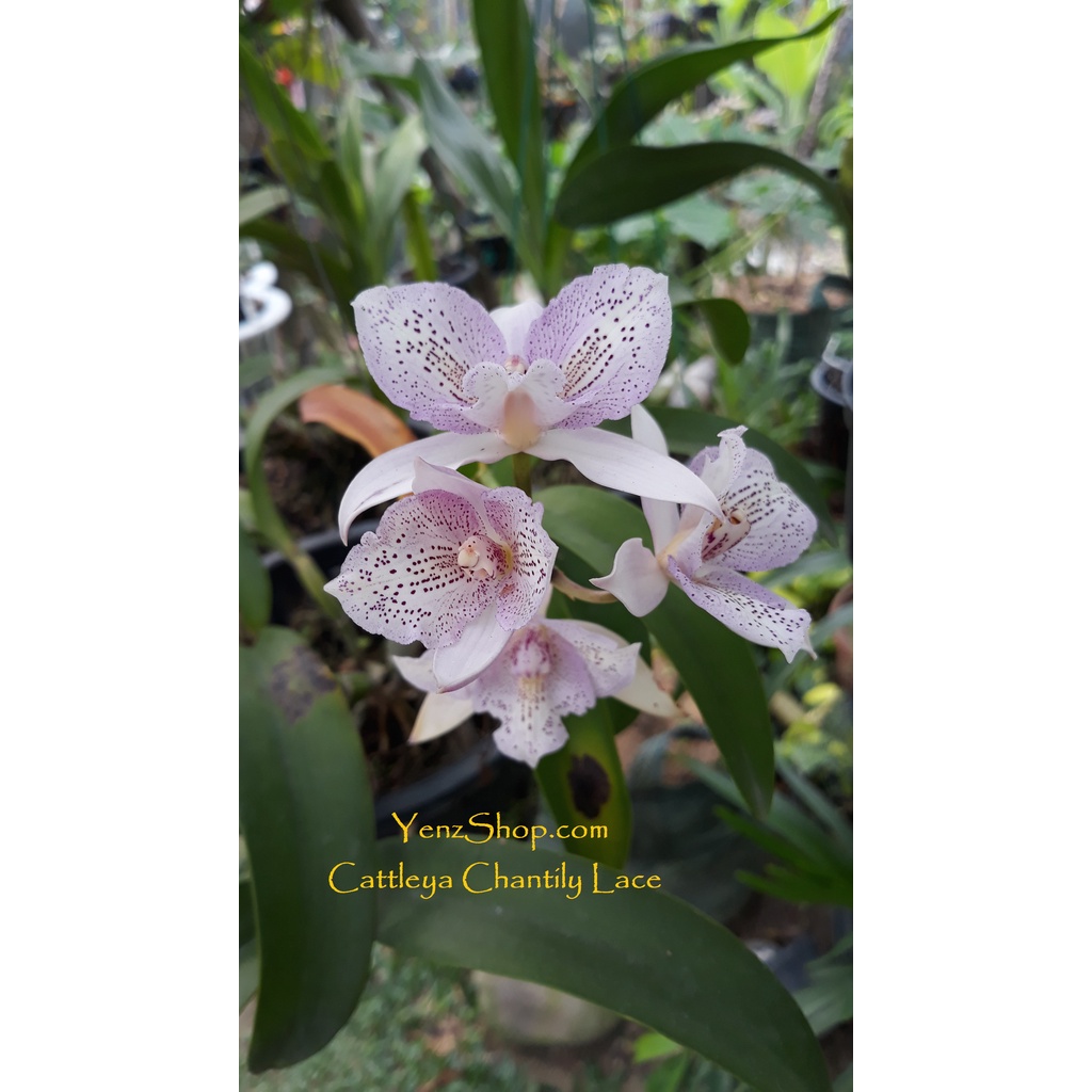 Cattleya Chantily Lace