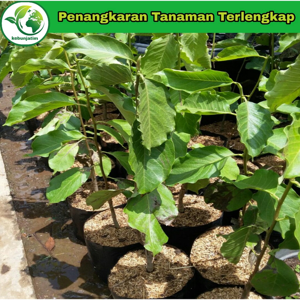 Tanaman bunga kantil ungu