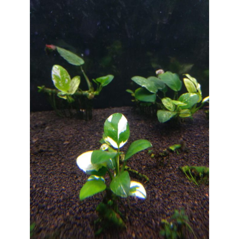 anubias panda