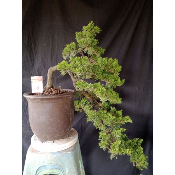 cemara sinensis,,semi terjun