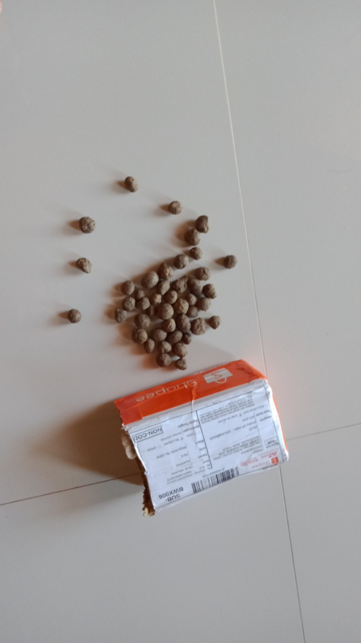 Katak Porang Mini Isi 300-400/kg