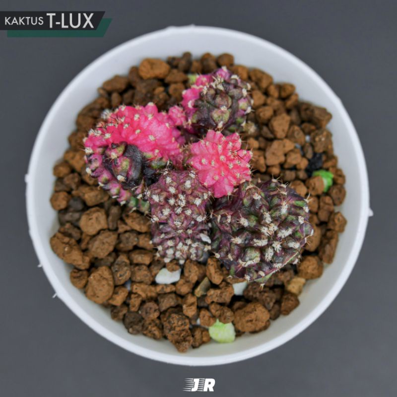 Kaktus T-Lux Varigata Clusters (Seedling)