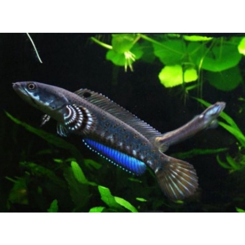 CHANNA BLUE PULCHRA 5-9cm calon GONDRONG