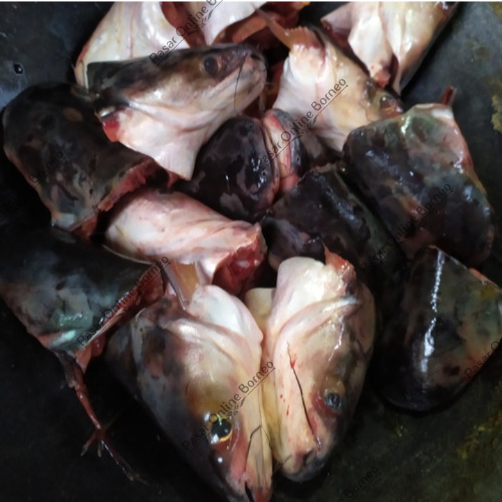 

Kepala Ikan Patin Segar Per Pcs
