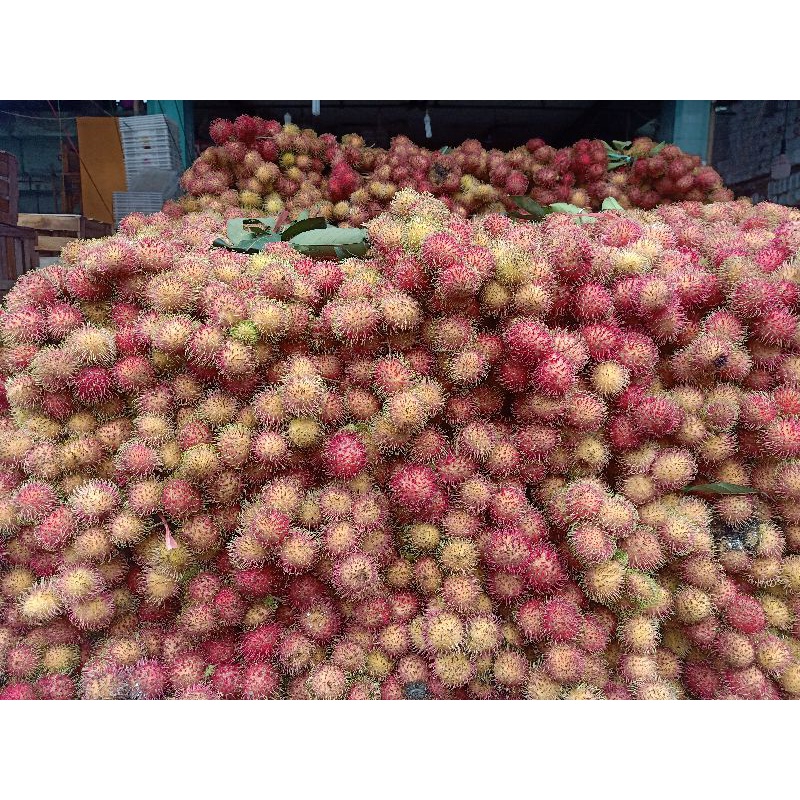 

BUAH RAMBUTAN ACEH LEBAK 1 IKAT MANIS BESAR MURAH