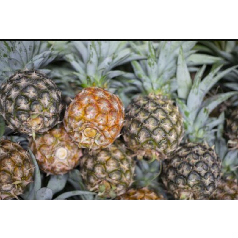 

buah nanas satuan ( 300-400 gr)
