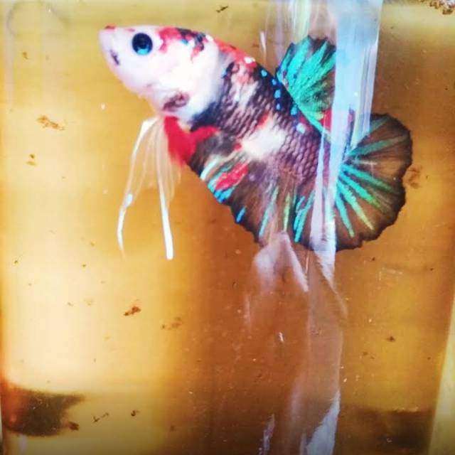 Ikan Cupang Koi Plakat / Giant