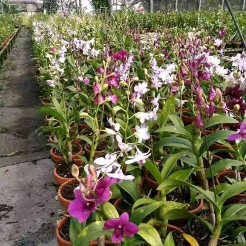 POHON ANGGREK DENDROBIUM / bibit anggrek dendro siap berbunga dan sudah berbunga