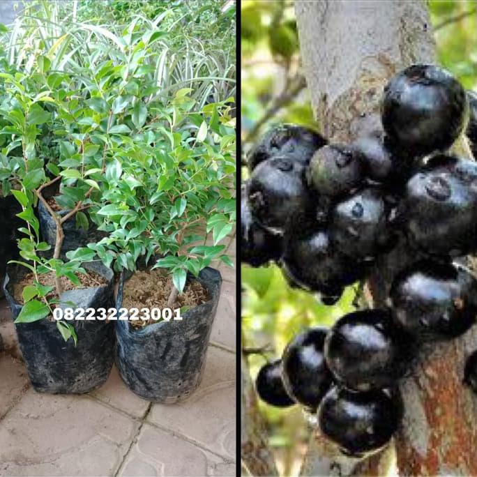 g3p Tanaman buah anggur pohon brazil jenis preco