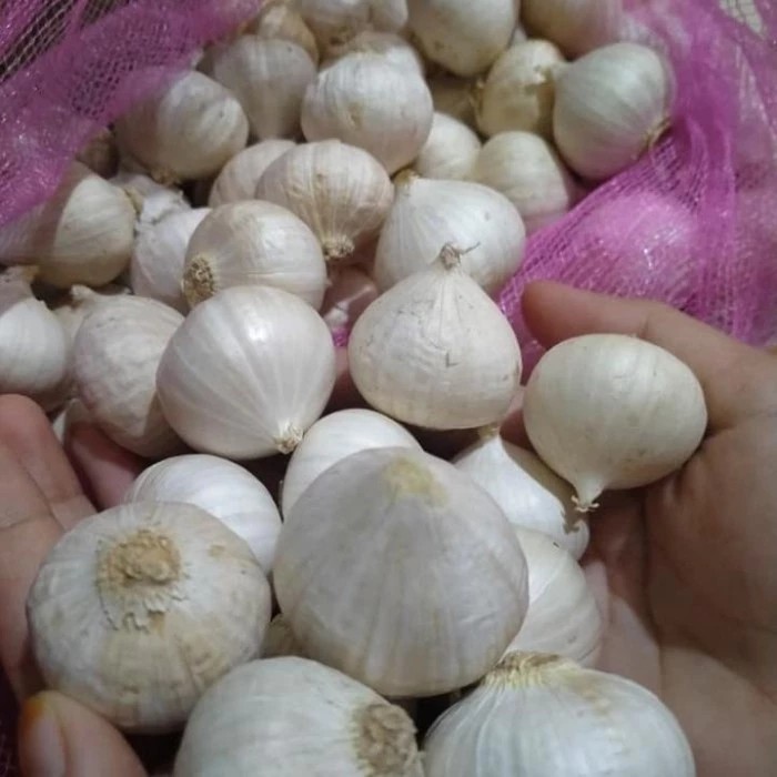 

Bawang Putih Tunggal / Lanang Kualitas Import 500gr