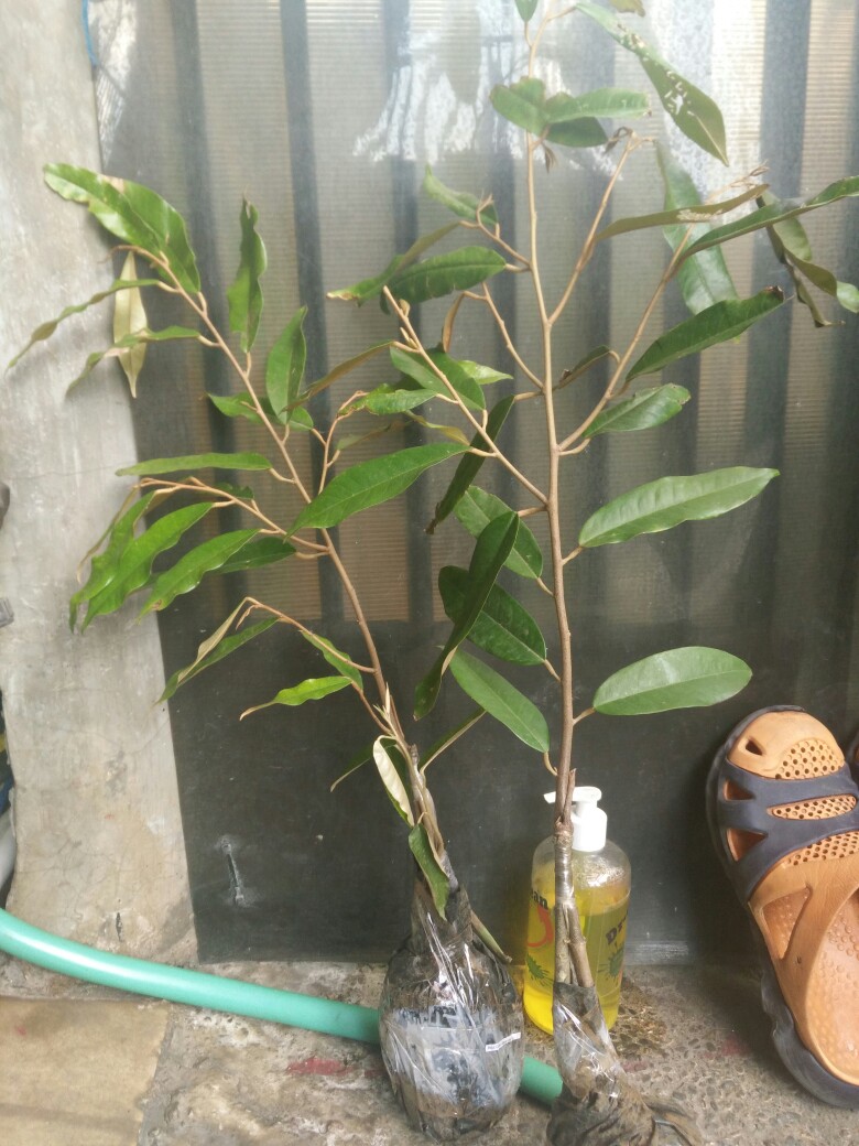 Bibit Durian Musangking Kaki Tiga