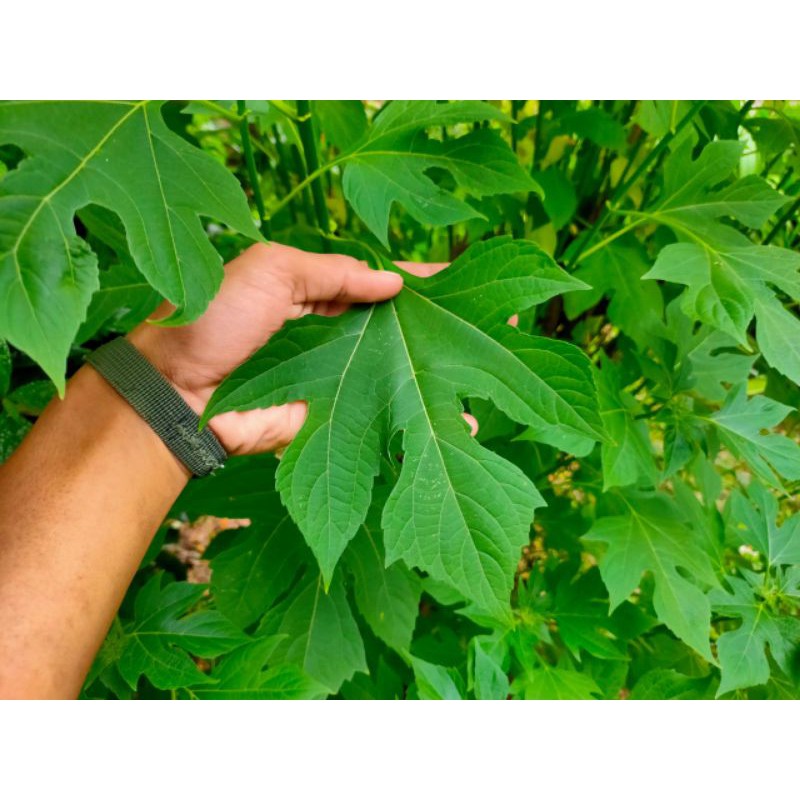 

Daun Insulin segar 500gr