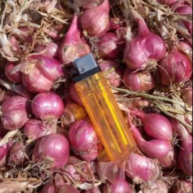 

BAWANG MERAH NGANJUK/ BRAMBANG ASLI GANJUK 1 KG [ Best Seller ]