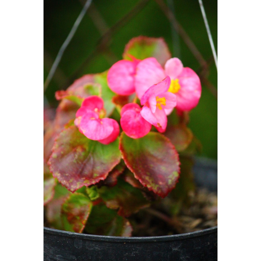 tanaman gantung begonia | tanaman hias begonia