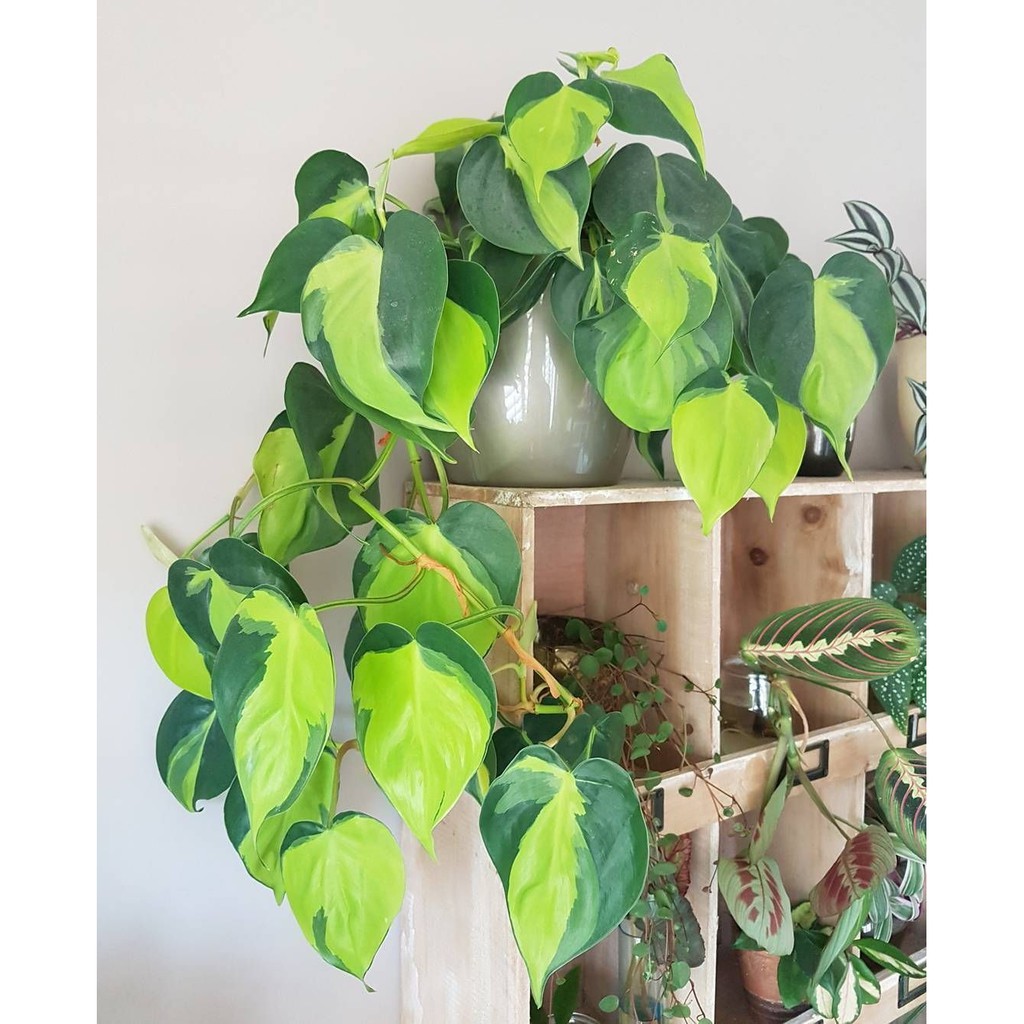 Bibit Tanaman Hias Sirih Gading Brazil Lolo Munding Tali Jalu Mampang Sulang Samblung Shopee Indonesia