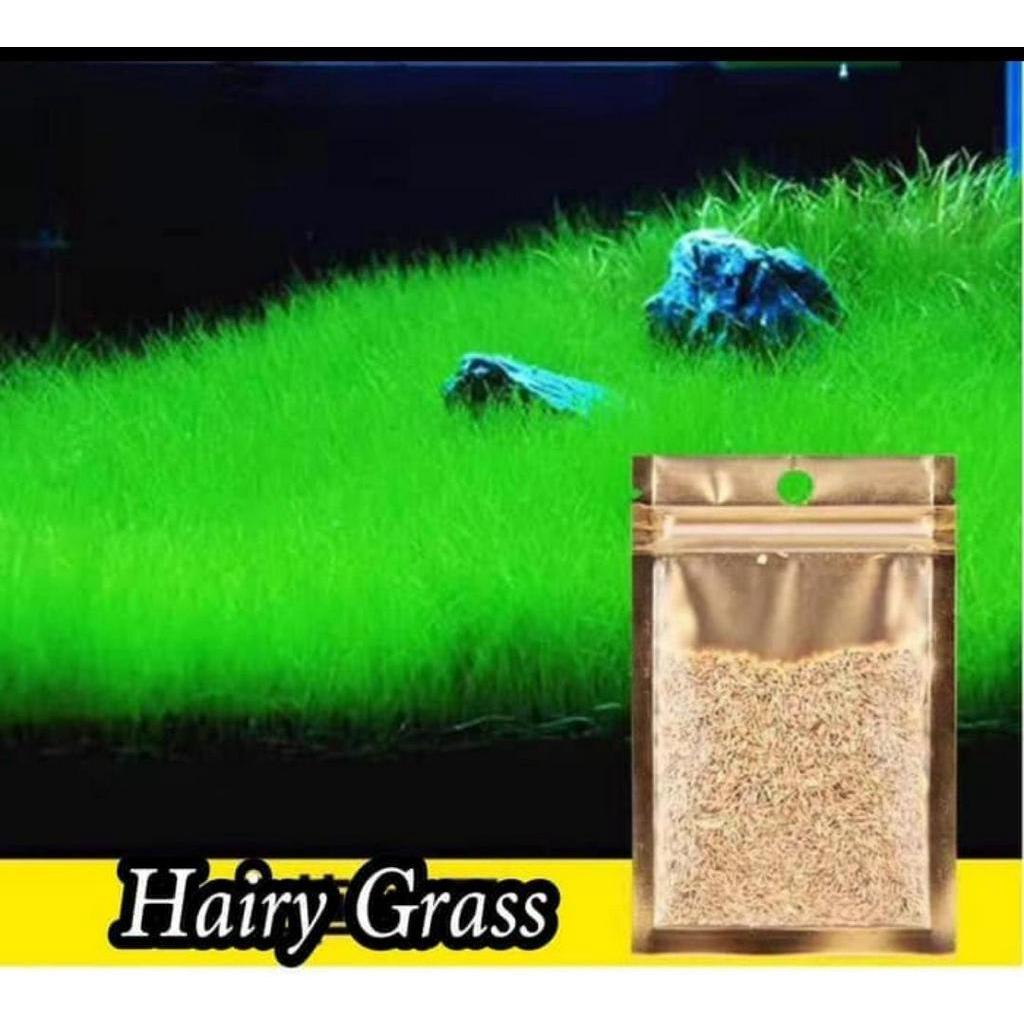 PROMO ISI 10ml Bibit tanaman Aquascape HAIR GRASS / Carpet seed / Tanaman air / Benih rumput aquascape / rumput aquarium