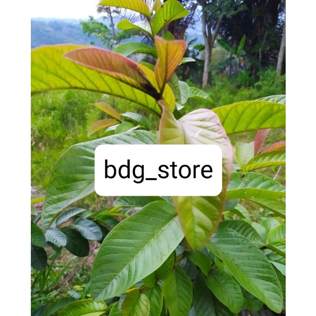 

daun jmbu batu segar 500.GRM