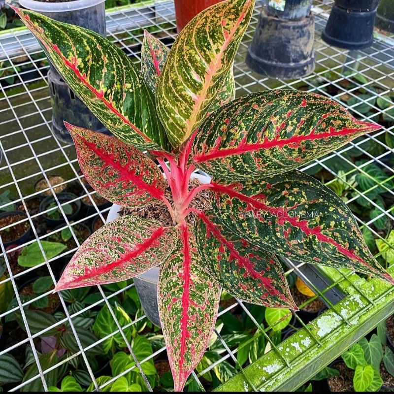 Aglonema Dolores/ bibit bunga / bunga hidup / tanaman / tanaman bunga / bunga hiasan /bunga aglonema