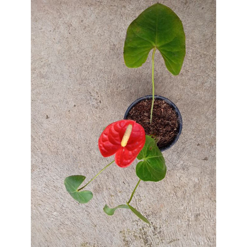 anthurium presiden - bunga anthurium presiden