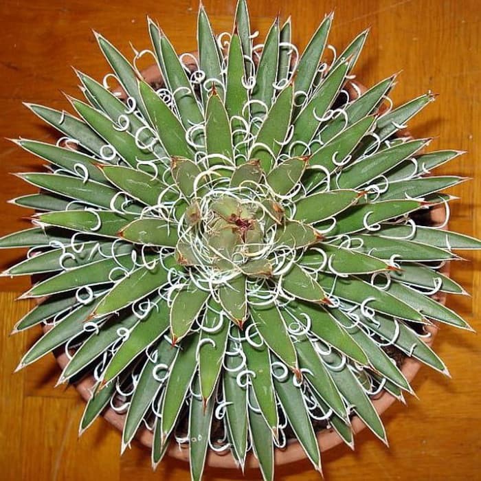 Tanaman Agave Leopoldii Shopee Indonesia