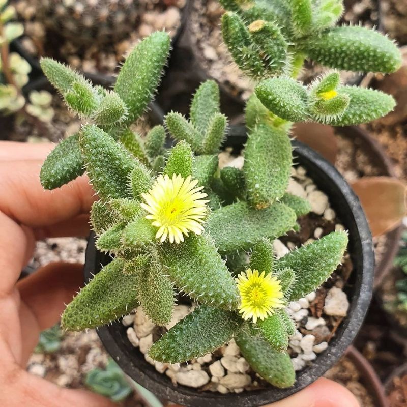 Sukulen Delosperma Echinatum Rimbun Lucu